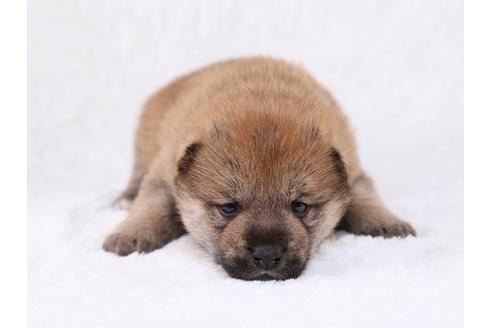 成約済の栃木県の柴犬-29449の1枚目