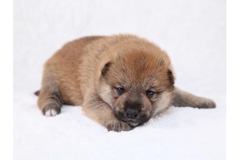 成約済の栃木県の柴犬-29449の3枚目