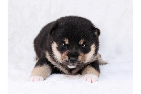 成約済の栃木県の柴犬-29450の1枚目