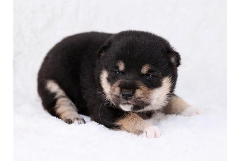 成約済の栃木県の柴犬-29450の2枚目