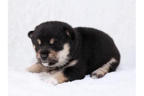 成約済の栃木県の柴犬-29450の3枚目