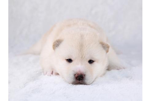 成約済の栃木県の柴犬-29451の1枚目