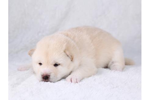 成約済の栃木県の柴犬-29451の2枚目