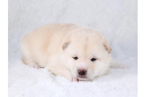 成約済の栃木県の柴犬-29451の3枚目