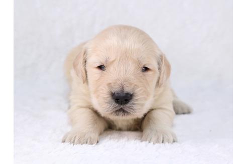 成約済の栃木県のゴールデンレトリーバー-29452の3枚目