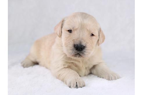 成約済の栃木県のゴールデンレトリーバー-29452の1枚目