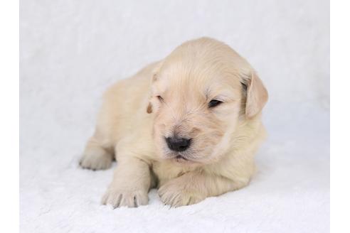 成約済の栃木県のゴールデンレトリーバー-29453の1枚目