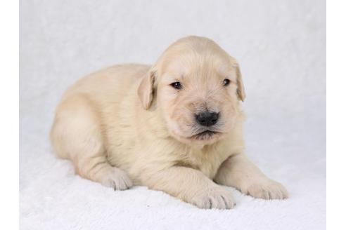 成約済の栃木県のゴールデンレトリーバー-29453の2枚目