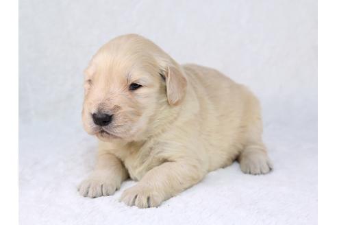 成約済の栃木県のゴールデンレトリーバー-29453の3枚目