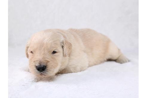 成約済の栃木県のゴールデンレトリーバー-29454の2枚目