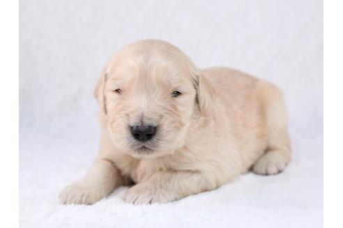 成約済の栃木県のゴールデンレトリーバー-29455の2枚目