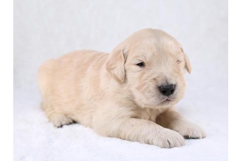 成約済の栃木県のゴールデンレトリーバー-29455の3枚目