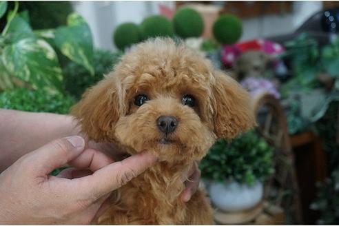 成約済の京都府のティーカッププードル-24528の2枚目