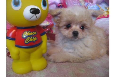 成約済の静岡県のミックス犬-29491の4枚目