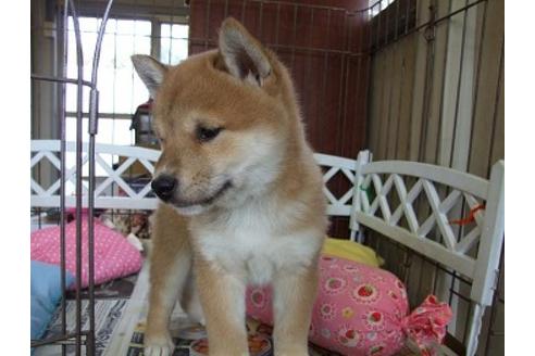 成約済の三重県の柴犬-29508の1枚目