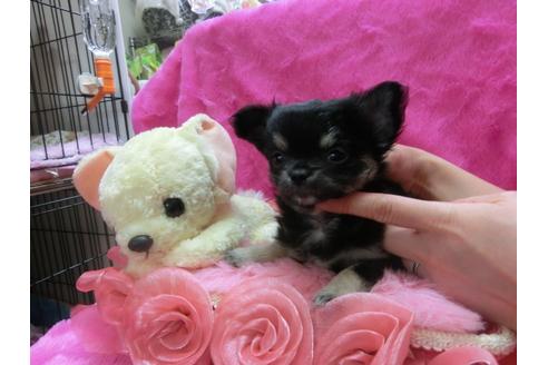 成約済の京都府のチワワ-29522の3枚目