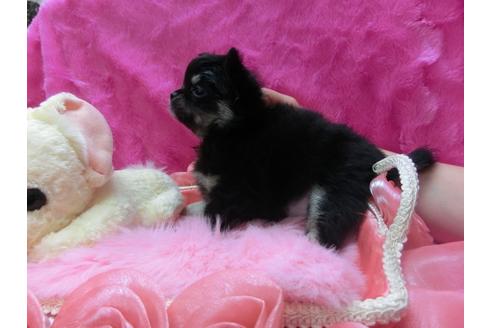 成約済の京都府のチワワ-29522の1枚目