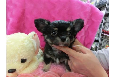 成約済の京都府のチワワ-29523の1枚目