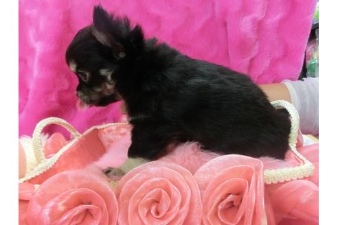 成約済の京都府のチワワ-29523の3枚目