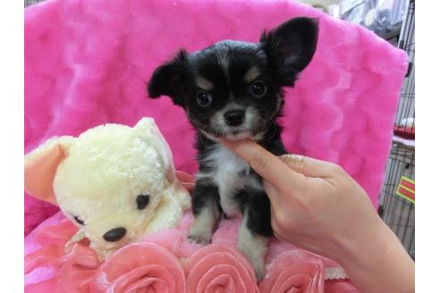 成約済の京都府のチワワ-29524の1枚目