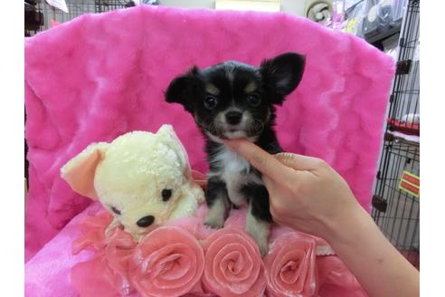 成約済の京都府のチワワ-29524の2枚目