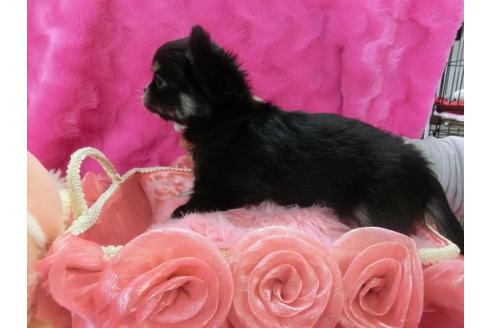 成約済の京都府のチワワ-29524の3枚目