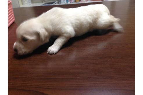 成約済の山梨県のゴールデンレトリーバー-29526の2枚目
