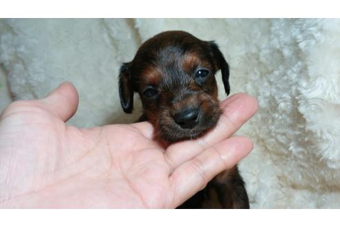 成約済の滋賀県のミックス犬-29530の3枚目