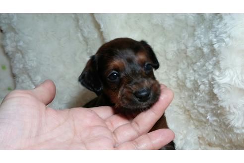 成約済の滋賀県のミックス犬-29530の2枚目