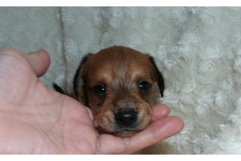 成約済の滋賀県のミックス犬-29531の3枚目
