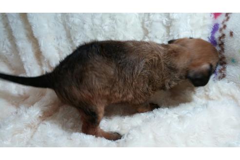 成約済の滋賀県のミックス犬-29532の1枚目