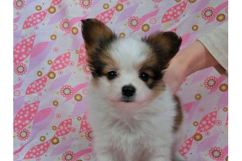 成約済の千葉県のパピヨン-28329の1枚目