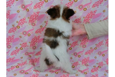 成約済の千葉県のパピヨン-28329の4枚目