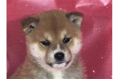 成約済の愛知県の柴犬-29540の1枚目