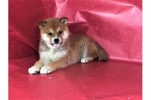 成約済の愛知県の柴犬-29540の2枚目