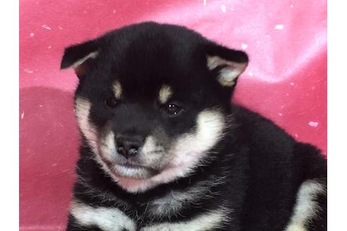 成約済の愛知県の柴犬-29542の3枚目