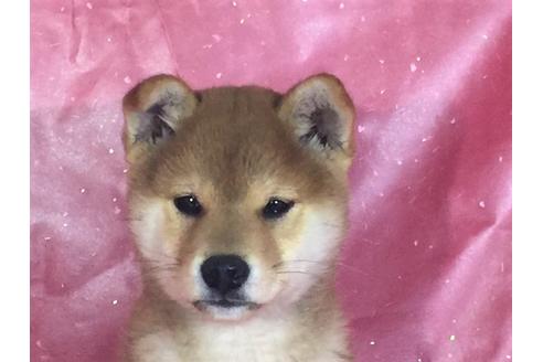 成約済の愛知県の柴犬-29545の1枚目