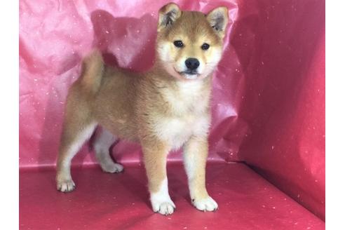成約済の愛知県の柴犬-29545の3枚目