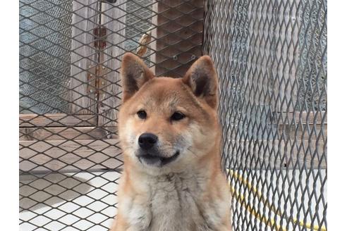 成約済の愛知県の柴犬-29548の1枚目