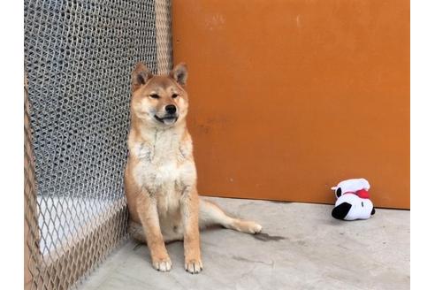 成約済の愛知県の柴犬-29548の2枚目