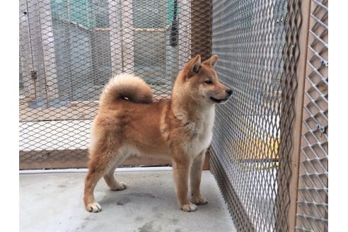 成約済の愛知県の柴犬-29548の3枚目