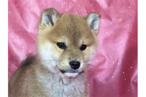 成約済の愛知県の柴犬-29550の1枚目