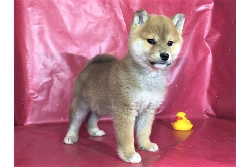 成約済の愛知県の柴犬-29550の2枚目