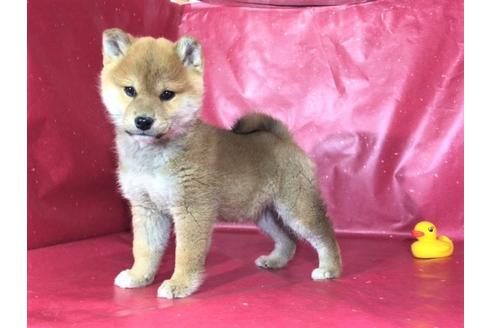 成約済の愛知県の柴犬-29550の3枚目