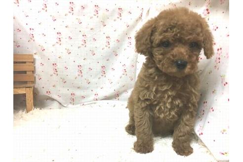 成約済の滋賀県のトイプードル-29594の2枚目