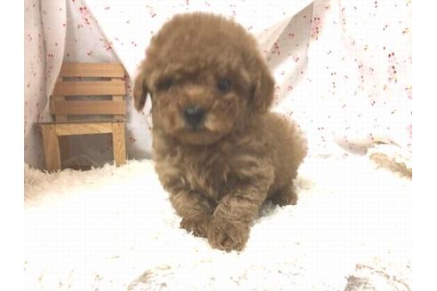 成約済の滋賀県のトイプードル-29595の2枚目