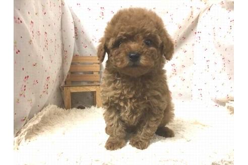 成約済の滋賀県のトイプードル-29595の1枚目