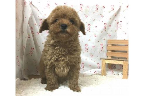 成約済の滋賀県のトイプードル-29598の2枚目