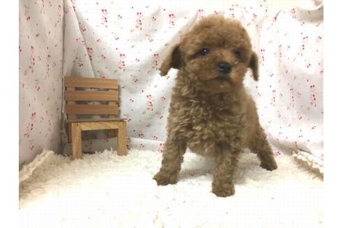 成約済の滋賀県のトイプードル-29598の1枚目