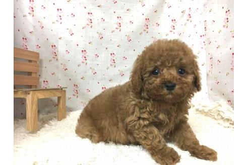 成約済の滋賀県のトイプードル-29627の2枚目